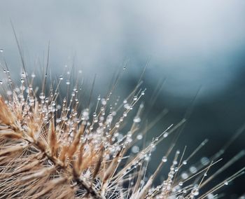 Close-up of snow on field against sky