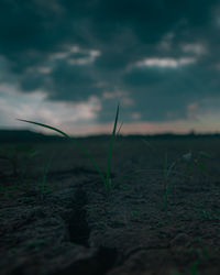 Close-up of grass on field against sky