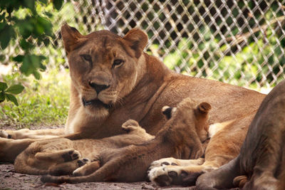 Nursing female african lioness panthera leo feeding her young cubs in the shade.