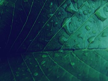 Full frame shot of raindrops on leaves