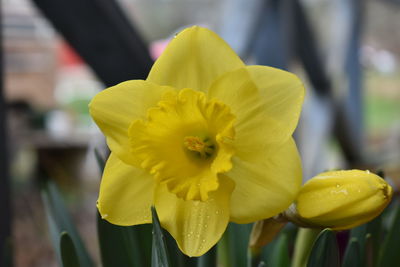 Close-up of yellow daffodil
