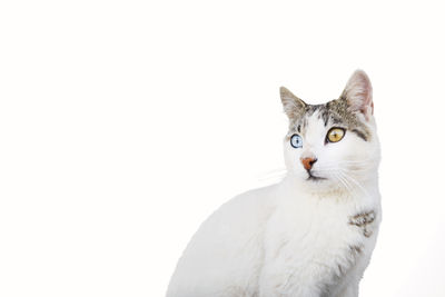 Portrait of cat against white background