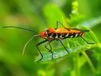 Close-up of insect on plant