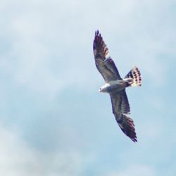 Low angle view of eagle flying against sky