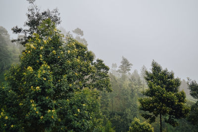 Trees in forest against sky