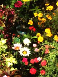 Flowers blooming outdoors