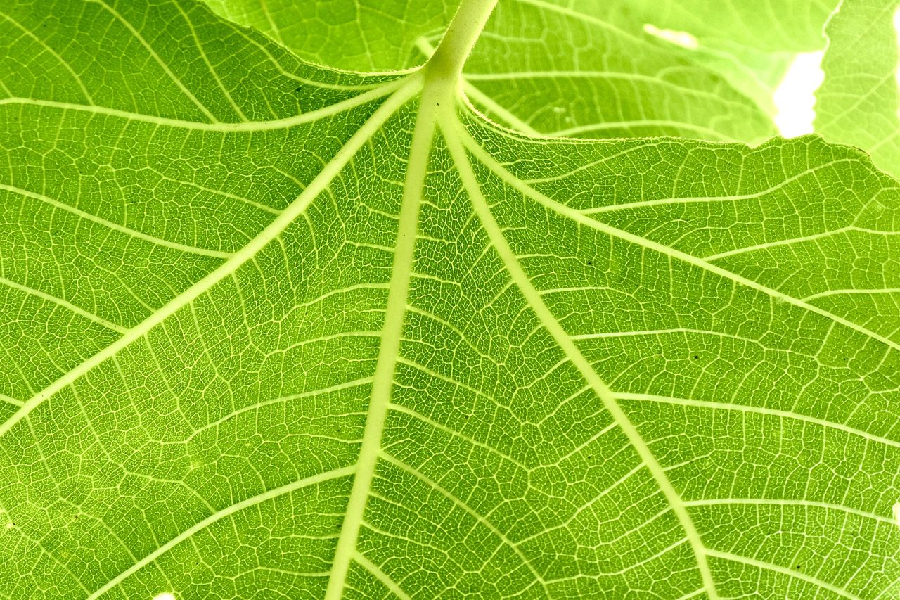leaf, plant part, green, leaf vein, close-up, backgrounds, plant, nature, no people, tree, beauty in nature, full frame, pattern, growth, macro, outdoors, freshness, textured, flower, fragility, extreme close-up, day, plant stem, botany, environment