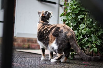 Cat standing by plants