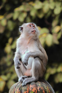 Close-up of monkey sitting outdoors