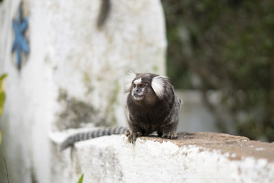 Monkey sitting on rock