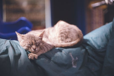 Stray cat in the old town of essaouira world heritage site, a port city morocco