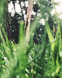 Close-up of grass growing on tree