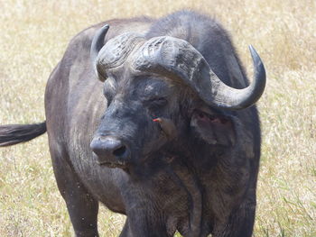 African buffalo in a field