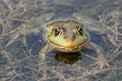 Close-up of frog in lake