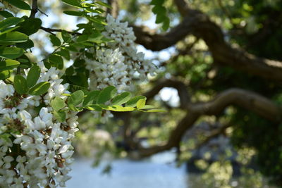 Low angle view of flowering plant