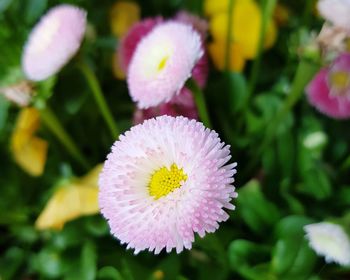 Close-up of pink flower