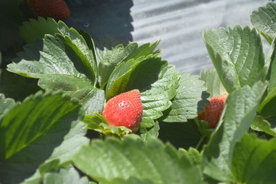 Close-up of strawberry growing on plant