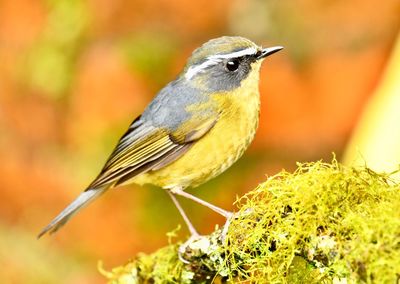 Close-up of bird perching on a plant