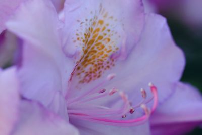 Macro shot of pink rose flower