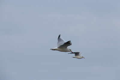 Low angle view of seagulls flying against clear sky