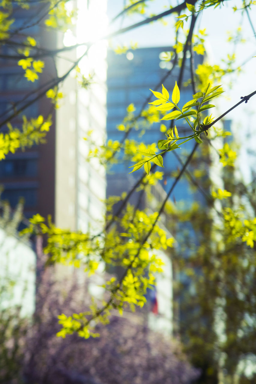 CLOSE-UP OF YELLOW FLOWERING PLANTS