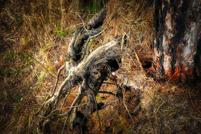 High angle view of tree roots on field