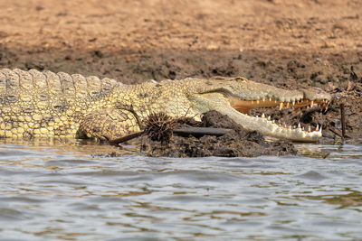 Nile crocodile, crocodylus niloticus, photo was taken on kazinga channel, uganda