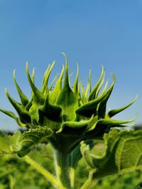 Close-up of sunflower against clear sky