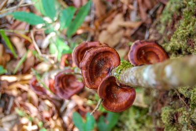 Close-up of mushrooms growing on field