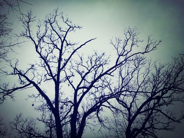 bare tree, branch, tree, low angle view, silhouette, sky, tranquility, nature, beauty in nature, clear sky, scenics, tranquil scene, dusk, outdoors, no people, day, growth, tree trunk, idyllic, dead plant