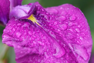 Close-up of wet pink rose flower