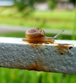 Close-up of snail on railing