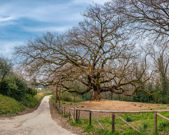 Footpath amidst trees on field against sky