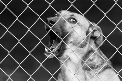 Close-up of horse in cage seen through chainlink fence