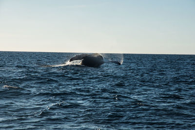 Humpback whale cavorting near islas marietas near bucerias bay, punta mita, mexico