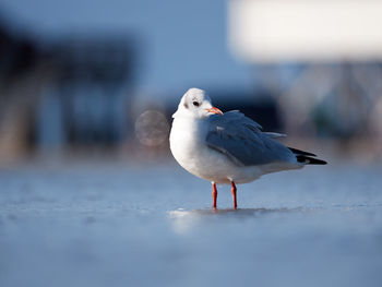 Seagull perching on a sea