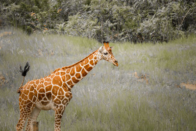 Giraffe in grass