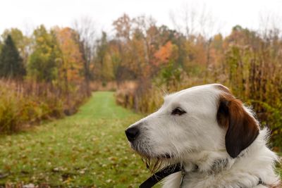 Dog looking away on field