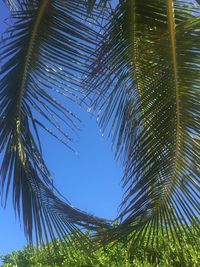 Low angle view of palm trees