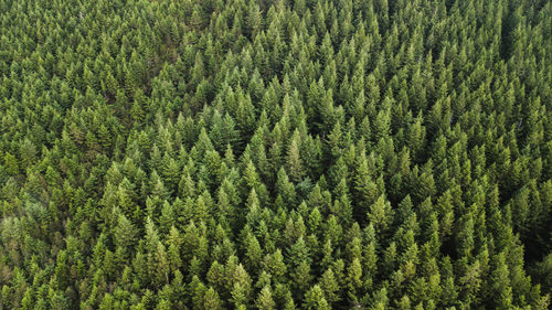 Full frame shot of pine trees in forest