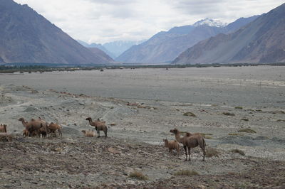 Horses on field against mountains