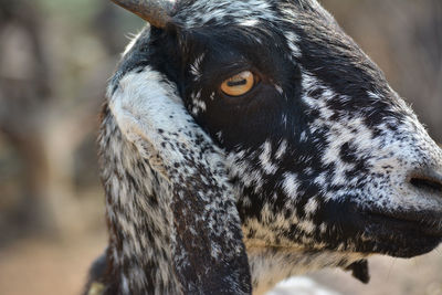 Close-up of a horse