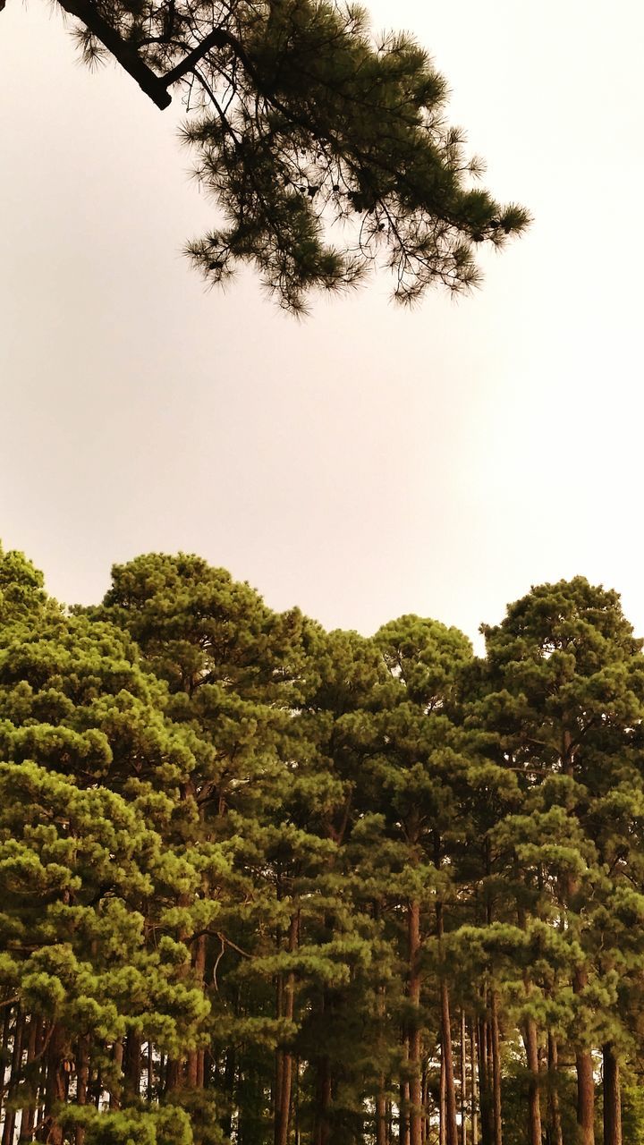 tree, growth, tranquility, nature, tranquil scene, beauty in nature, green color, scenics, lush foliage, tree trunk, day, sky, outdoors, no people, idyllic, non-urban scene, green, landscape, growing