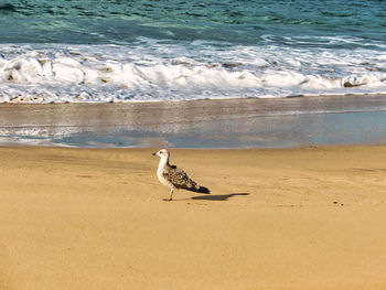 Seagull perching on a beach