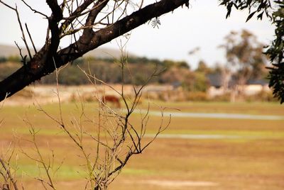 Close-up of tree branch on field against sky