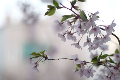 Close-up of cherry blossoms in spring