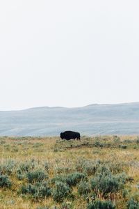 American bison standing on field against clear sky