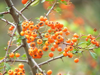 Close-up of orange berries on tree