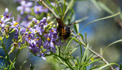 Close-up of bee pollinating on purple flower