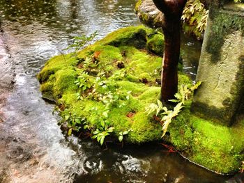 Reflection of trees in water